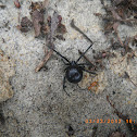 Southern Black Widow