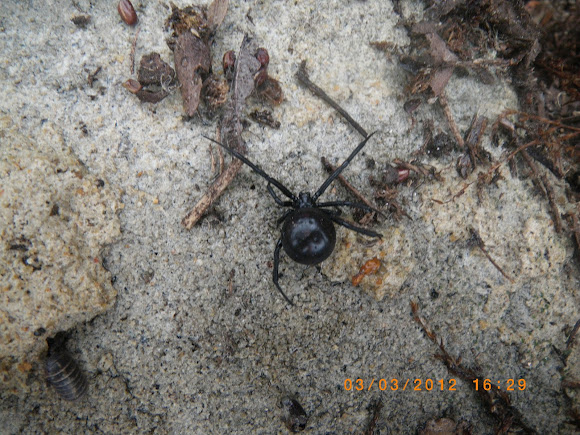 Spotting Image 1