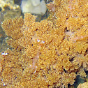 Periclimenes sp.