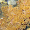 Periclimenes sp.