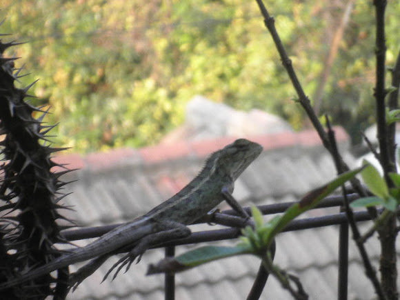 Spotting Image 1