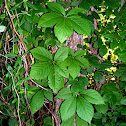 Virginia Creeper
