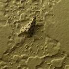 Moth