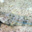 Reef Lizardfish