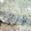 Reef Lizardfish