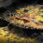 Cuvier's Dwarf Caiman