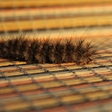 hairy caterpillar