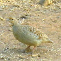 Grey Francolin