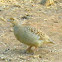 Grey Francolin