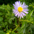 New England Aster