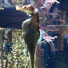 Sea Horse