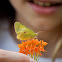 clouded yellow butterfly?