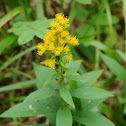 Mountain Goldenrod