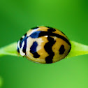 Indian Wave Striped Ladybug