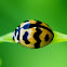 Indian Wave Striped Ladybug