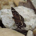 Texan Crescent