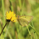 Clouded Sulphur