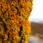 Yellow Scale Lichen?