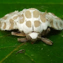 Infected Arctiid Moth