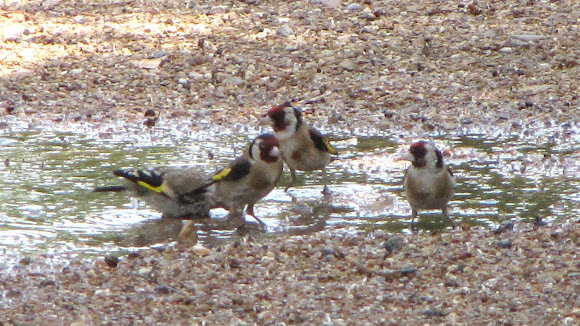 Spotting Image 1