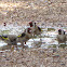 Goldfinch