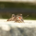 Hummingbird Hawk-moth