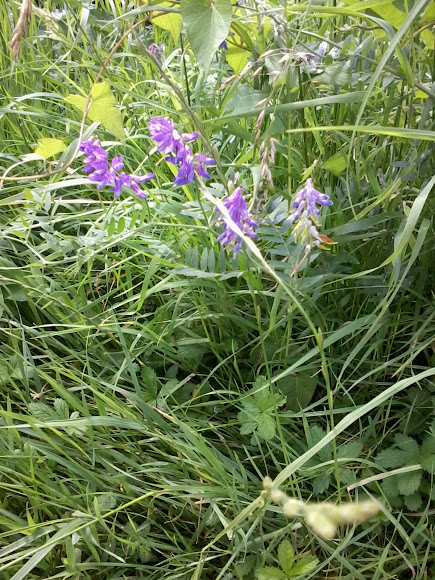 Spotting Image 1