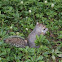 Grey Squirrel