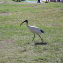 Ibis