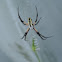 Yellow Garden Spider