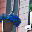 Western Scrub-Jay