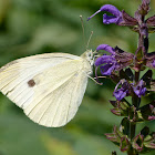 Small white