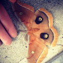 Polyphemus Moth