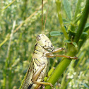 Grasshopper
