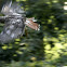 Red Tailed Hawk