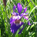 Blood Iris