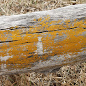 Lichen