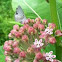Spring Azure Butterfly