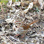 Song Sparrow