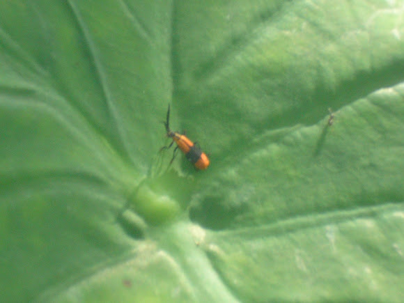 Spotting Image 1