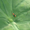 Insecto