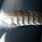 Red tailed hawk (feather)