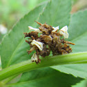 Southern Emerald Moth caterpillar