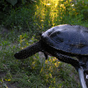 European pond turtle