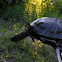 European pond turtle
