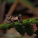 Grasshopper