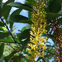 Chuva-de-ouro-da-amazônia