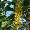 Chuva-de-ouro-da-amazônia