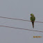 Rose Ringed Parakeet
