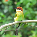 Chestnut Headed Bee-Eater
